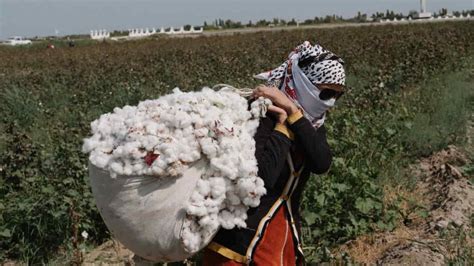 KSCUT System Uzbekistan|Uzbek cotton is free from systemic child labour and .